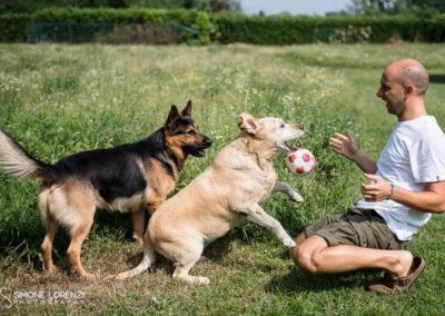 cani degli sposi al Matrimonio country chic a Bergamo, Lombardia